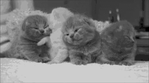 Cats GIF