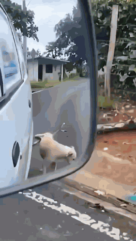 Cats Driving A Suv-1 Cats Driving Car GIF