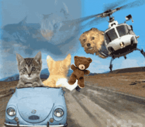 Cats Driving GIF