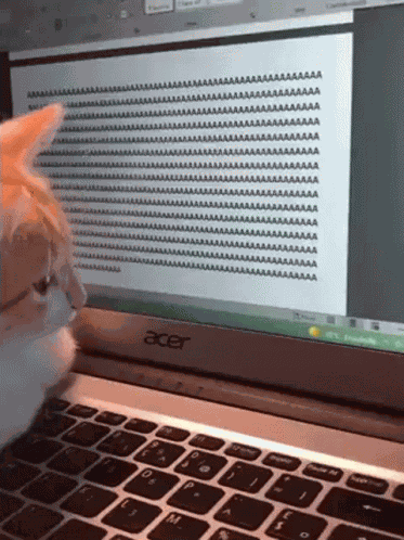 Cats GIF