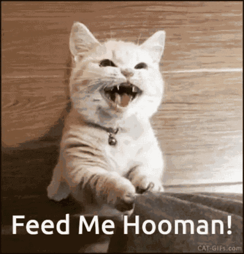 Cats Feed Me Hooman GIF