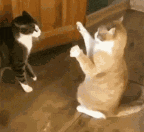 Cats Fighting GIF