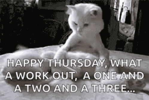 Cats Funny Animals GIF