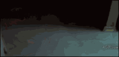 Cats Funny Animals GIF