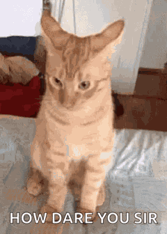 Cats Funny Animals GIF