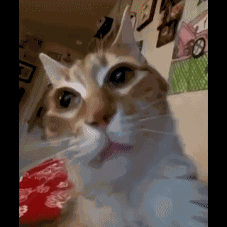 Cats Funny Cat GIF