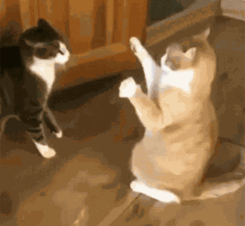 Cats Funny Cats GIF