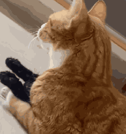 Cats Funny GIF