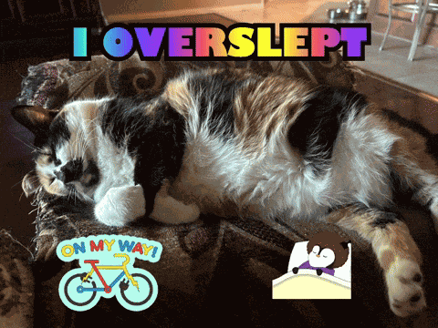 Cats Funny Funny Cat GIF