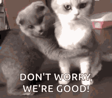 Cats Hug GIF