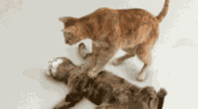Cats Humor GIF