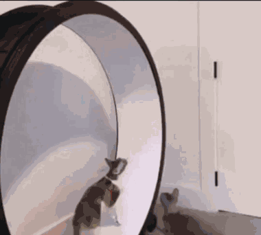 Cats Jumping GIF