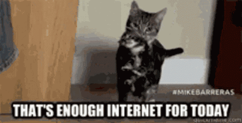 Cats Kitten GIF