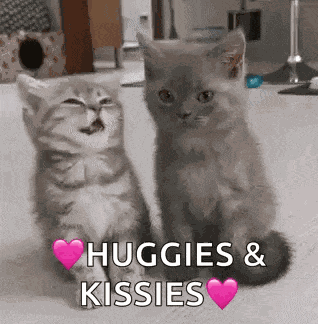 Cats Kittens GIF