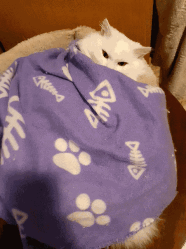 Cats Kittens GIF
