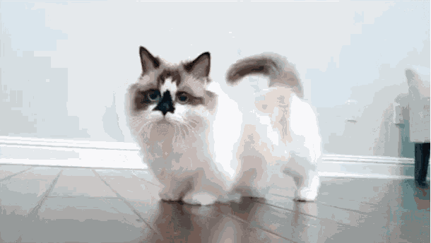 Cats Kittens GIF
