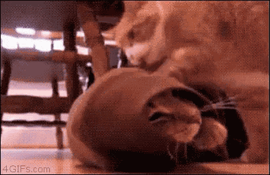 Cats Kitties GIF