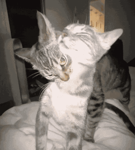 Cats Kitties GIF