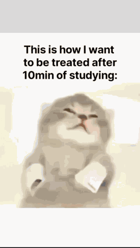 Cats Kitty GIF