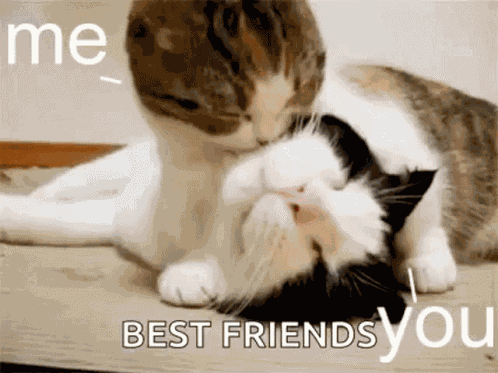 Cats Love You GIF