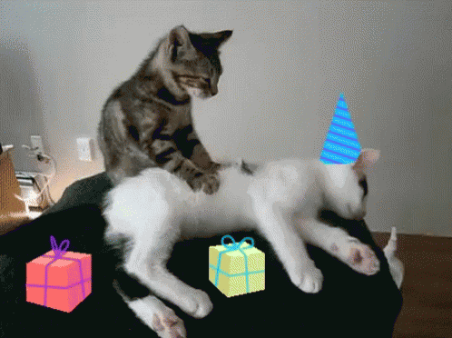 Cats Massage GIF
