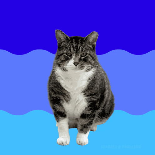 Cats Memes GIF