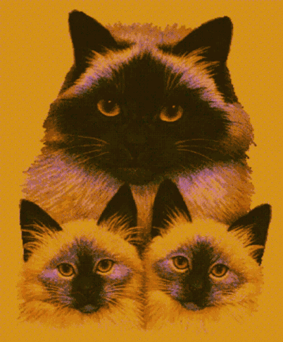 Cats GIF