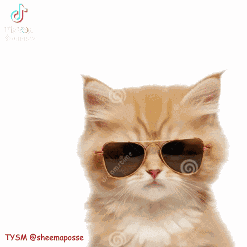 Cats GIF