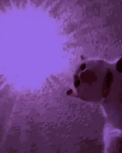 Cats Rave GIF