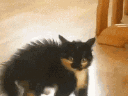 Cats Scared GIF