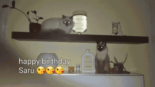 Cats Siamese Cats GIF