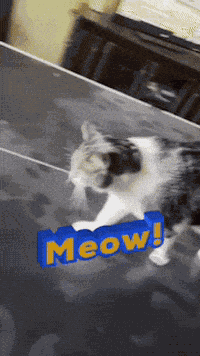Cats So Cute GIF