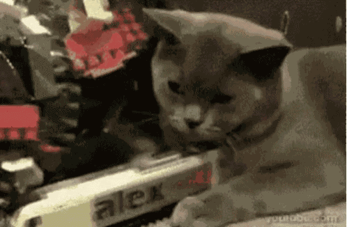 Cats Trains GIF