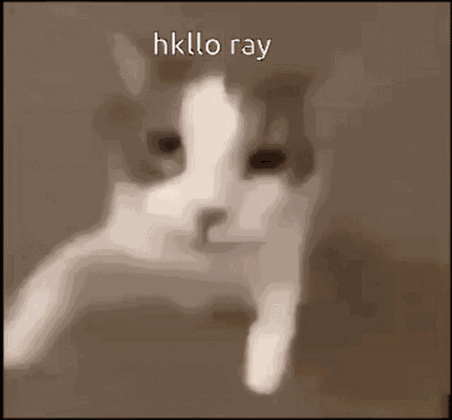Cats GIF
