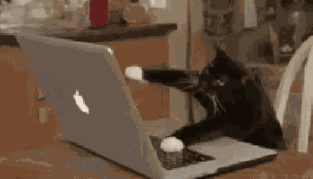 Cats Typing GIF