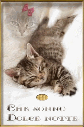 Cats GIF