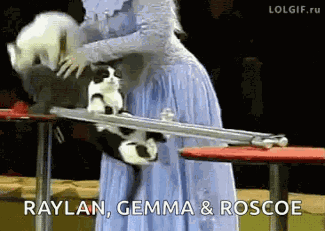 Cats Weird GIF