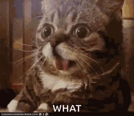Cats What GIF