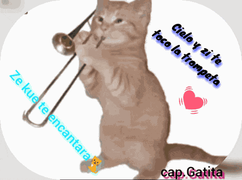 Cattalove GIF