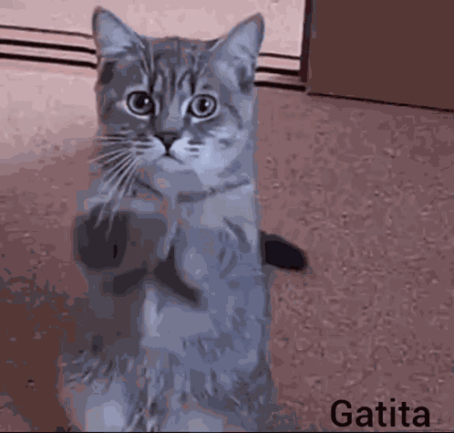 Cattalove GIF