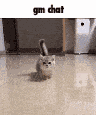 Catterslee Good Morning GIF