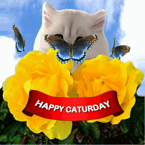 Caturday Happy Caturday GIF