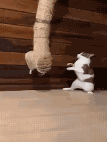 Catwalk Cat Walking GIF