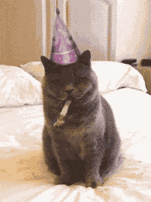 Catwifhat Cwif GIF