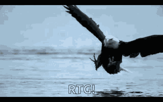 Caught Hawk GIF