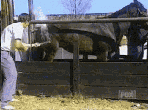 Cavalo GIF