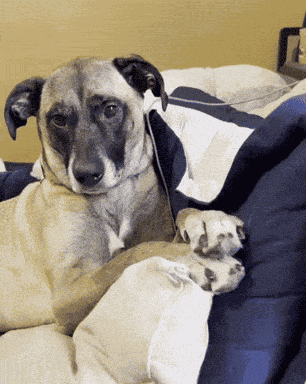 Cavanawesome Dog GIF