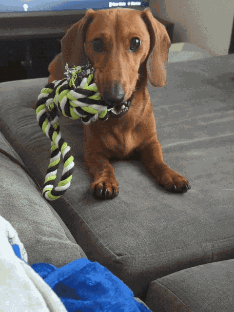 Cayde Dachshund GIF