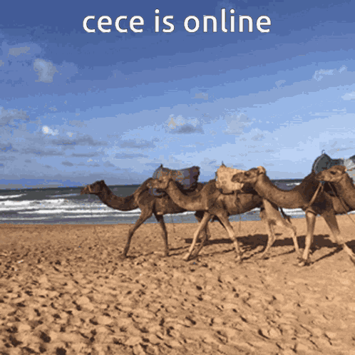 Cece Is Online GIF