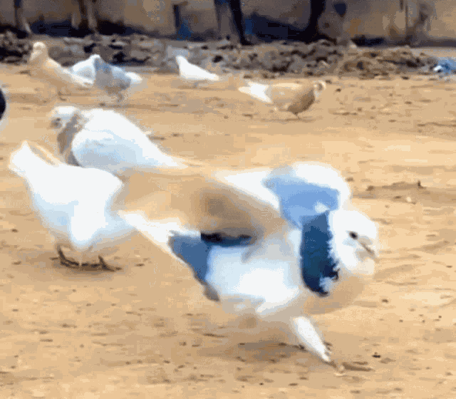 Chalaca Perumal GIF